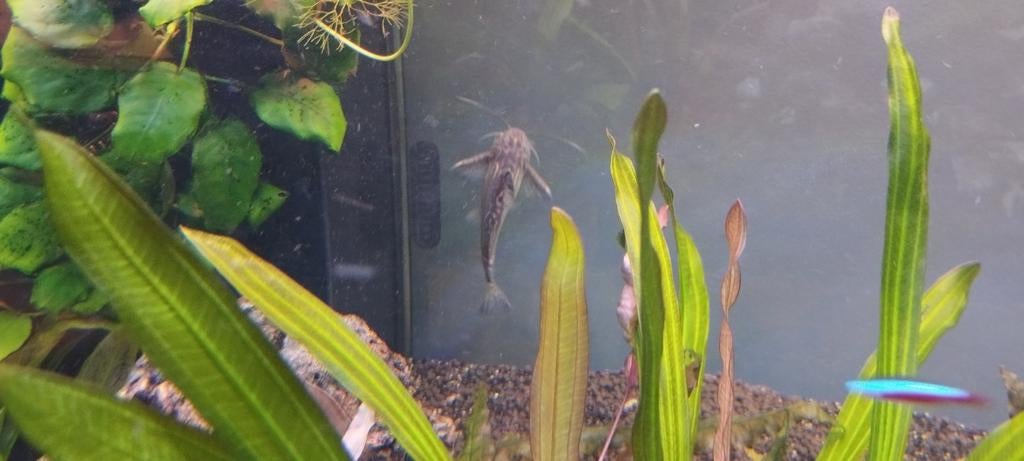 2 baardmeervallen, Dieren en Toebehoren, Vissen | Aquariumvissen, Zoetwatervis, Vis