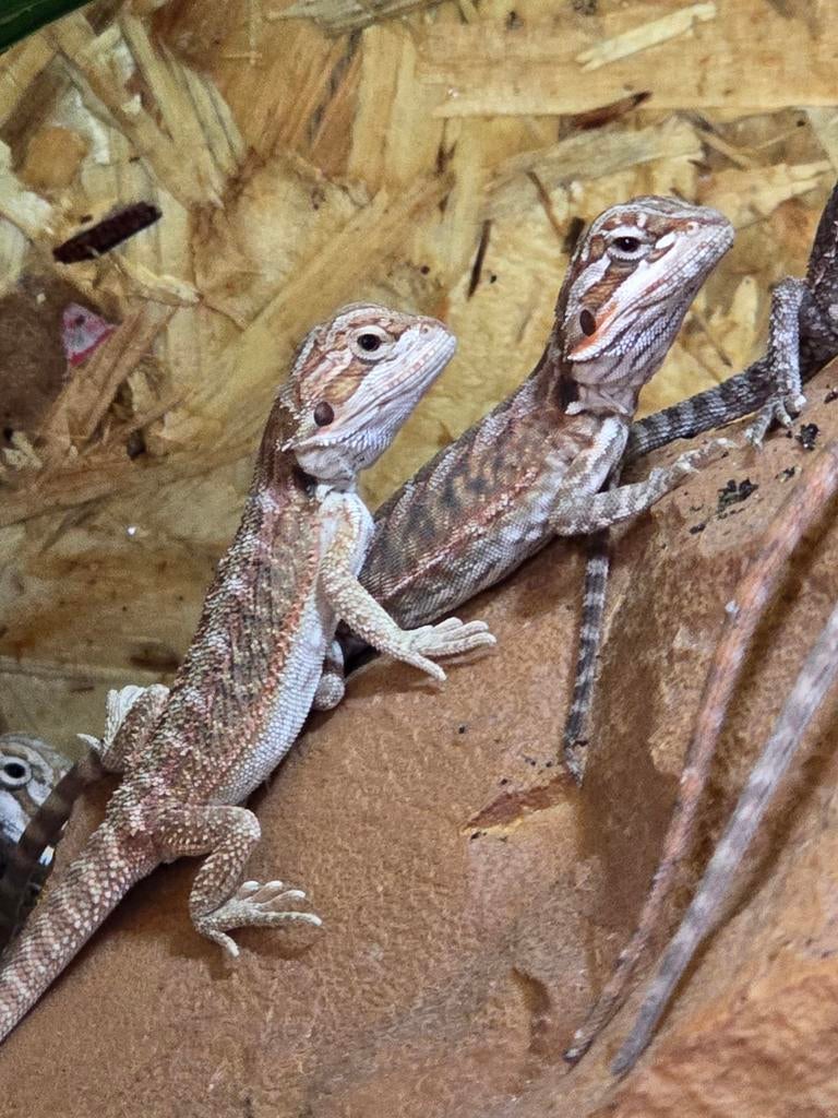 Jonge baardagamen diversen kleuren vanaf €64,95, Dieren en Toebehoren, Reptielen en Amfibieën, Amfibie