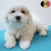 Chiots Bichon Havanais à vendre - Des boules de tendresse!, Commerçant, Chien (mâle), Maladie de Carré (chiens), Autres races