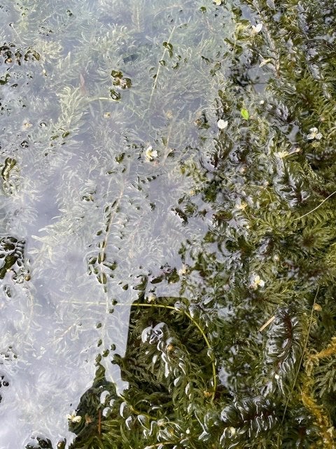 waterzuiverende plant, Ophalen, Nieuw