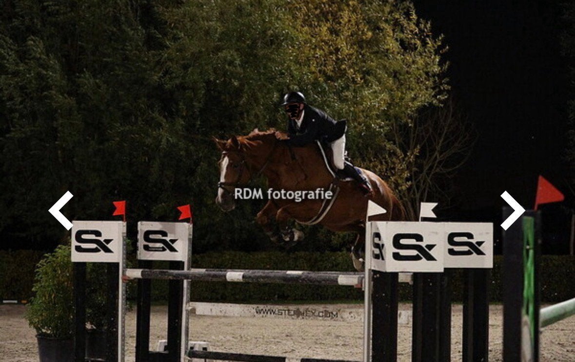 7-jarig talentvol springpaard – sport of fokkerij, 175 cm ou plus, Avec pedigree, Ne s'applique pas, Cheval de saut