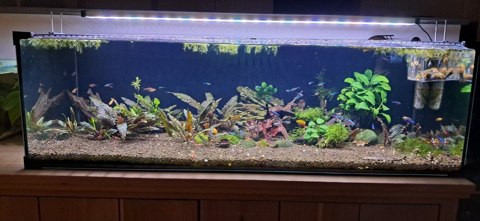Aquariumvissen - aquariumvis