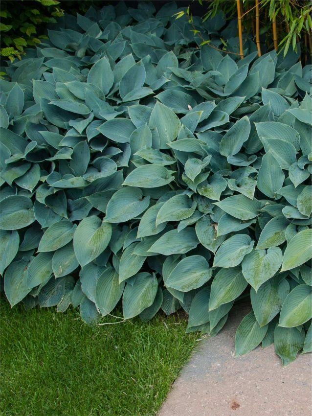 Hosta Tardiana Blue Halcyon, Tuin en Terras, Ophalen, Vaste plant, Overige soorten