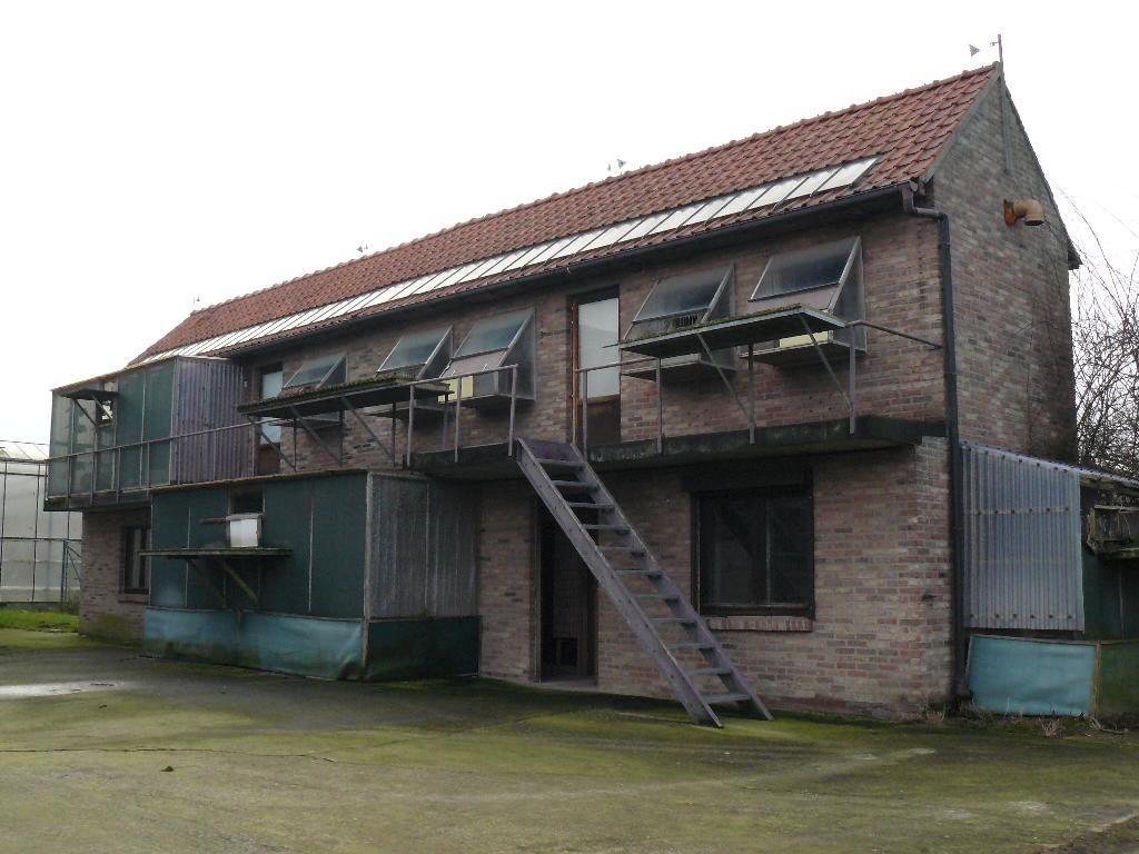 Te huur: zeer groot bakstenen duivenhok/duivenpension, Dieren en Toebehoren, Vogels | Duiven