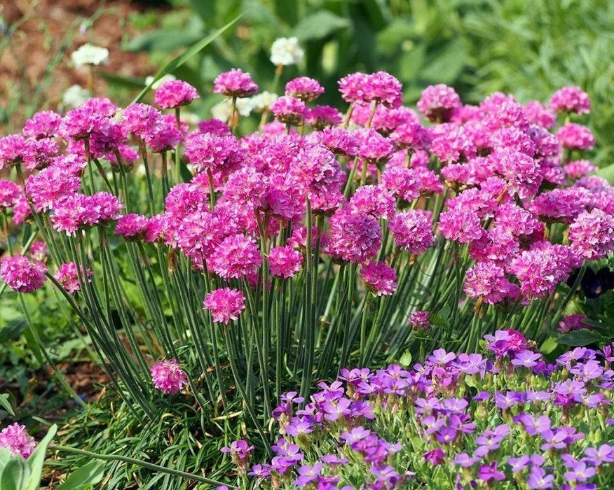 Armeria splendens of Engels gras, Enlèvement, Plante fixe, Couvre-sol
