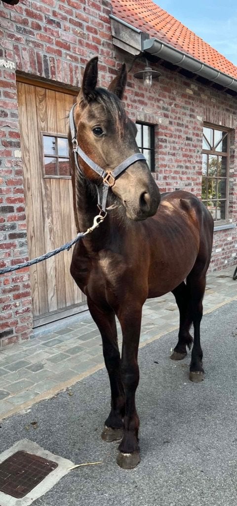 Paard, Dieren en Toebehoren, Gechipt, Minder dan 160 cm, 0 tot 2 jaar, Hengst