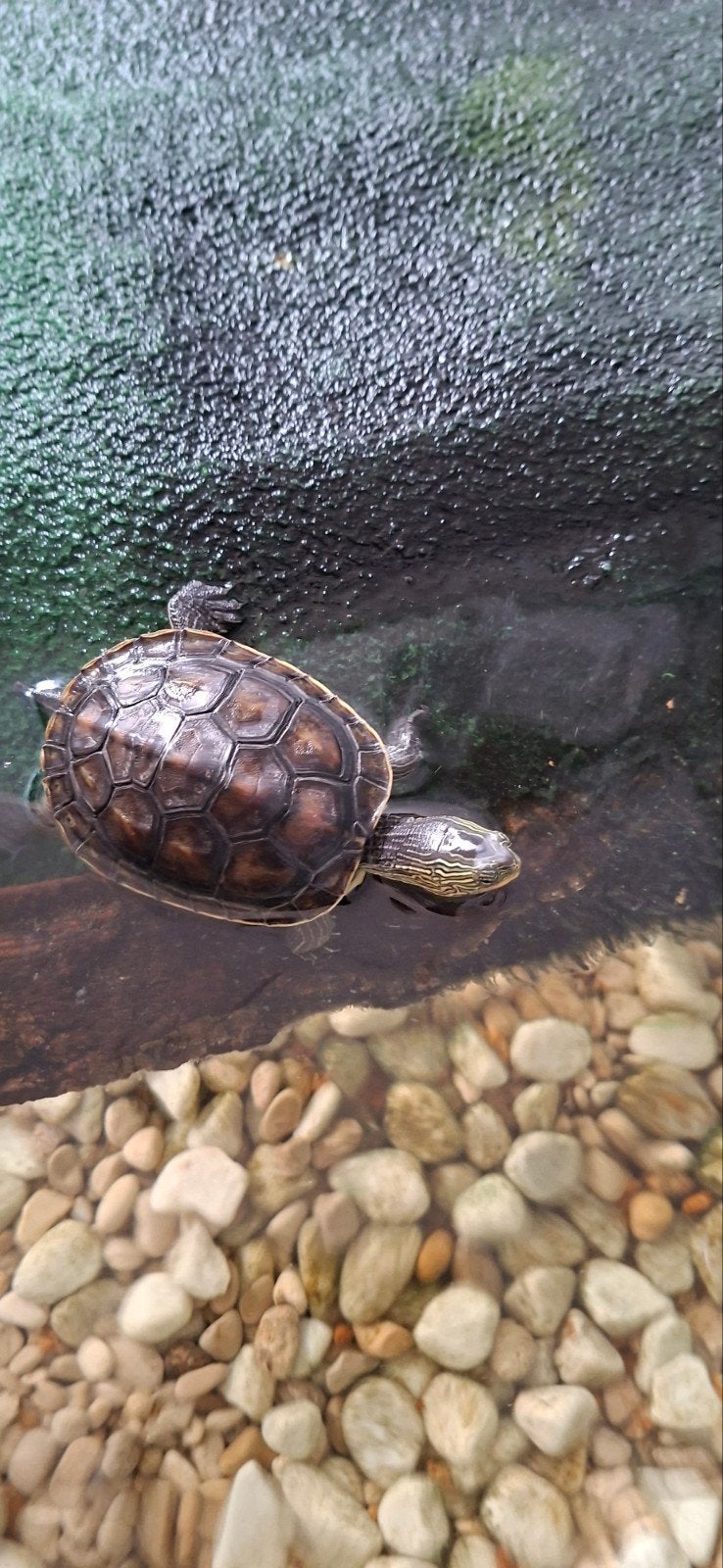 2 tortue d'eau avec aquarium