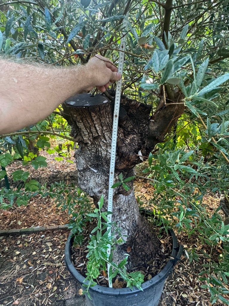 Volwassen olijfboom (Olea europaea), Tuin en Terras, Ophalen, Vaste plant