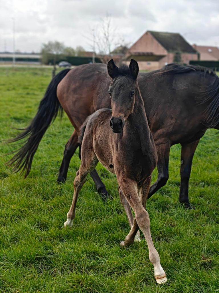 Prachtig New Forest hengstenveulen / D-pony
