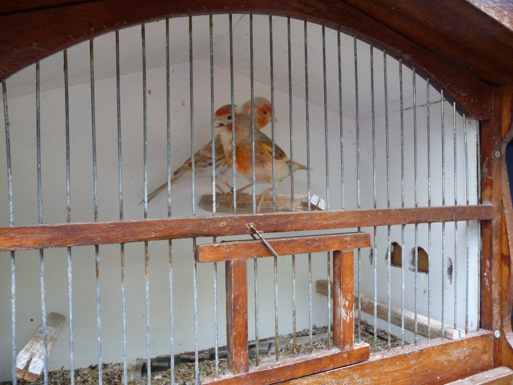 kanaries, Dieren en Toebehoren, Meerdere dieren, Kleurkanarie