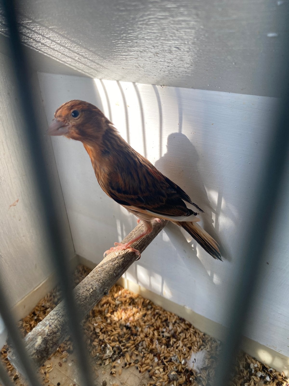 Jonge kanaries, Dieren en Toebehoren
