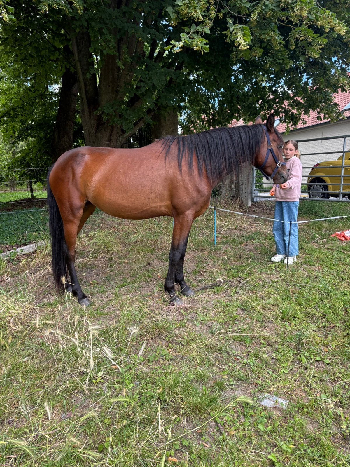 4 jaarse merrie onbeleerd, Merrie, Zadelmak