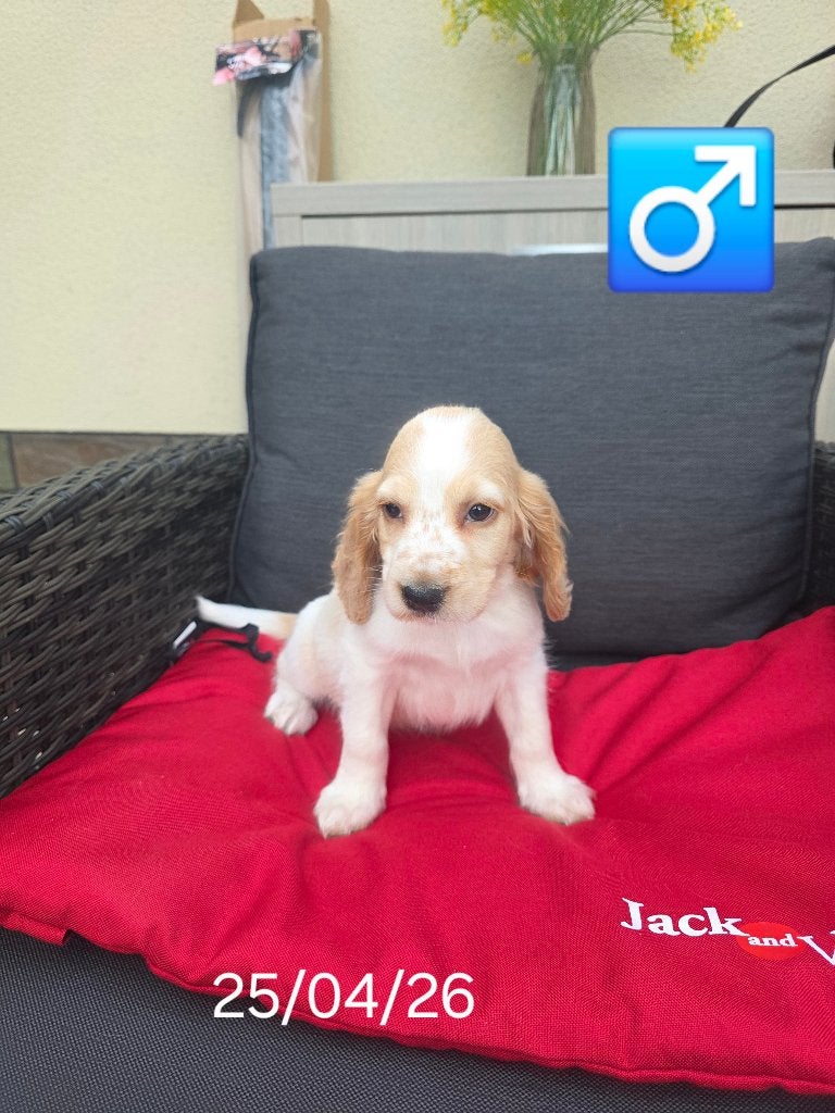 engelse cocker pups, Parvo, België, 8 tot 15 weken, Meerdere