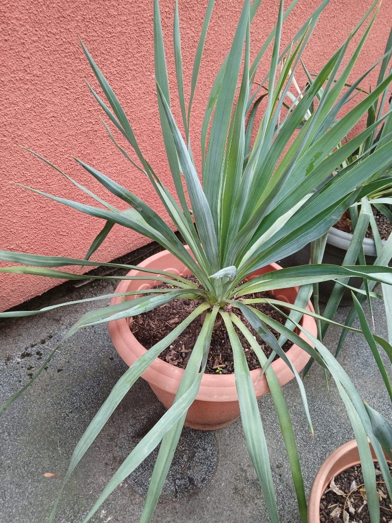 Grand Yucca, Tuin en Terras, Ophalen, Eenjarig
