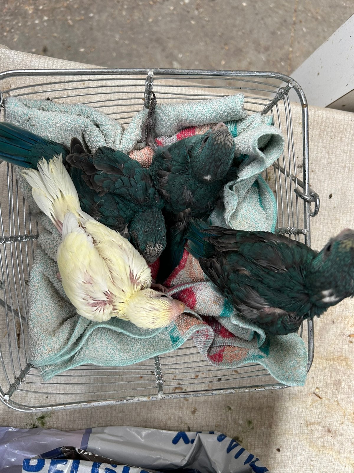 Jonge Kakariki, Meerdere dieren, Parkiet, Tam