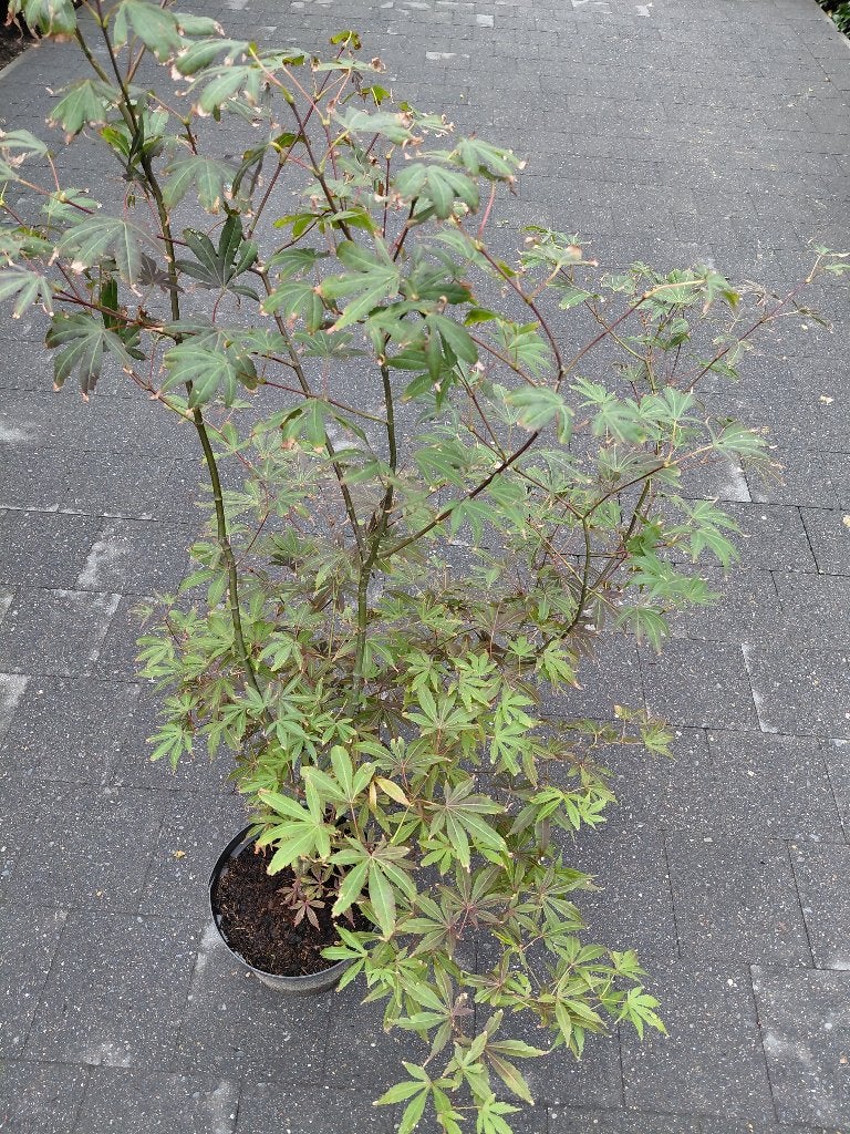 Acer Atropurpureum, Tuin en Terras, Ophalen, Halfschaduw