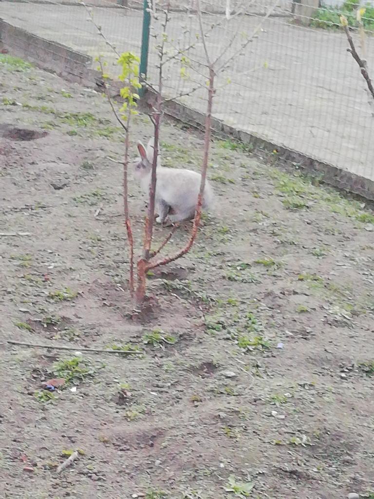Lapin mâle