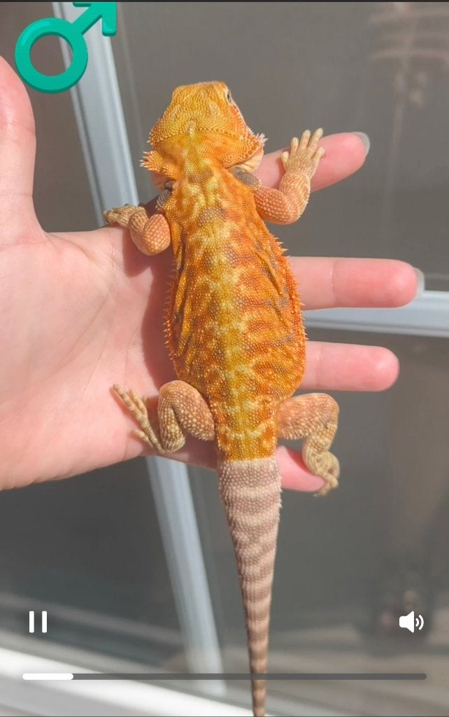 Pogona, Animaux & Accessoires, Enlèvement, Neuf