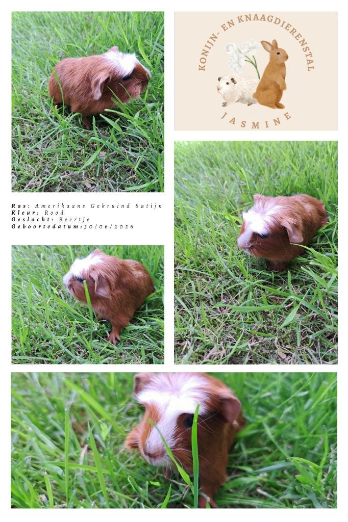 Amerikaans gekruind Satijn - Rood - Beertje, Dieren en Toebehoren, Knaagdieren, Cavia, Juni, Mannelijk, Tam