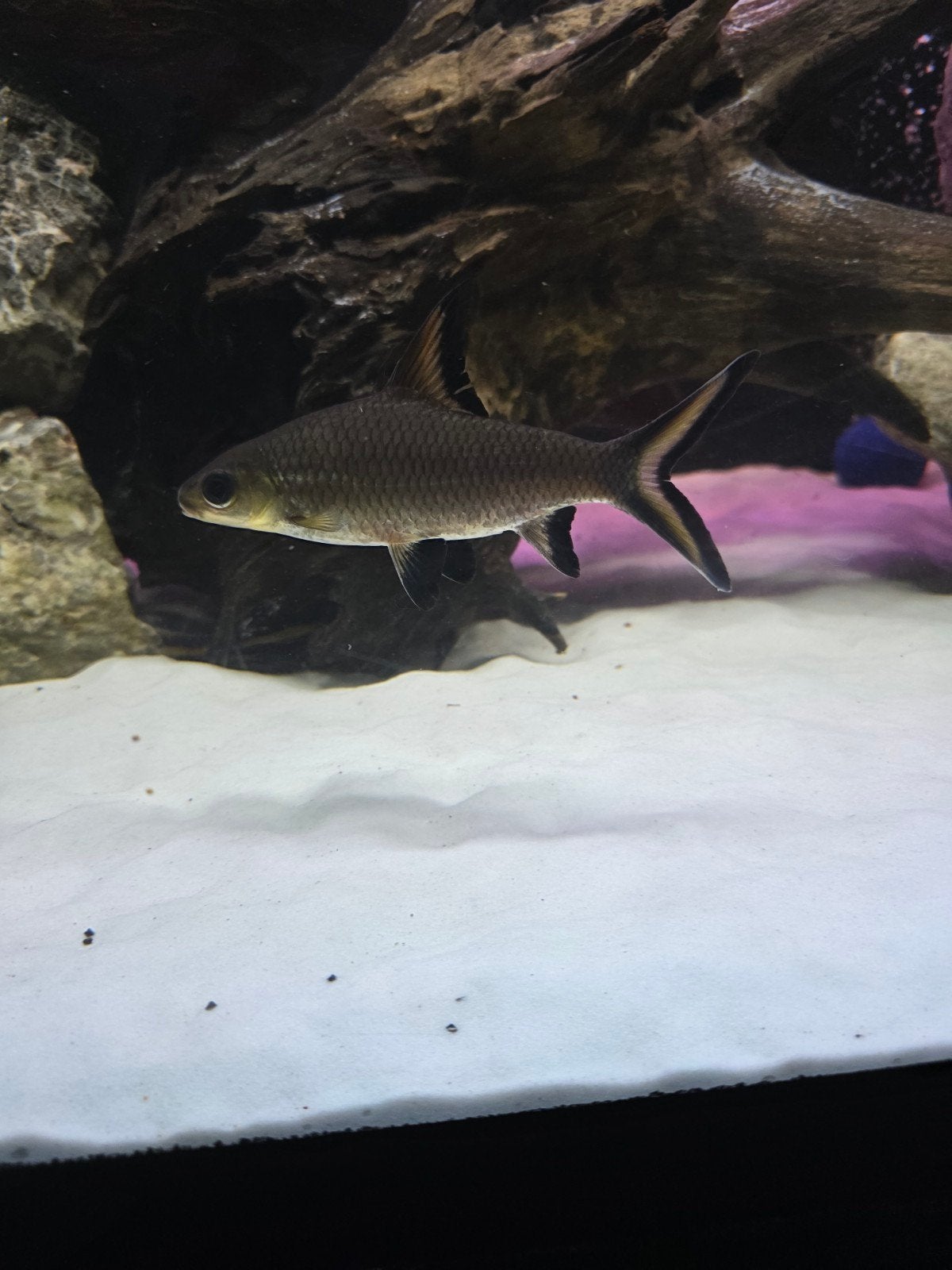 2 zilver sharks