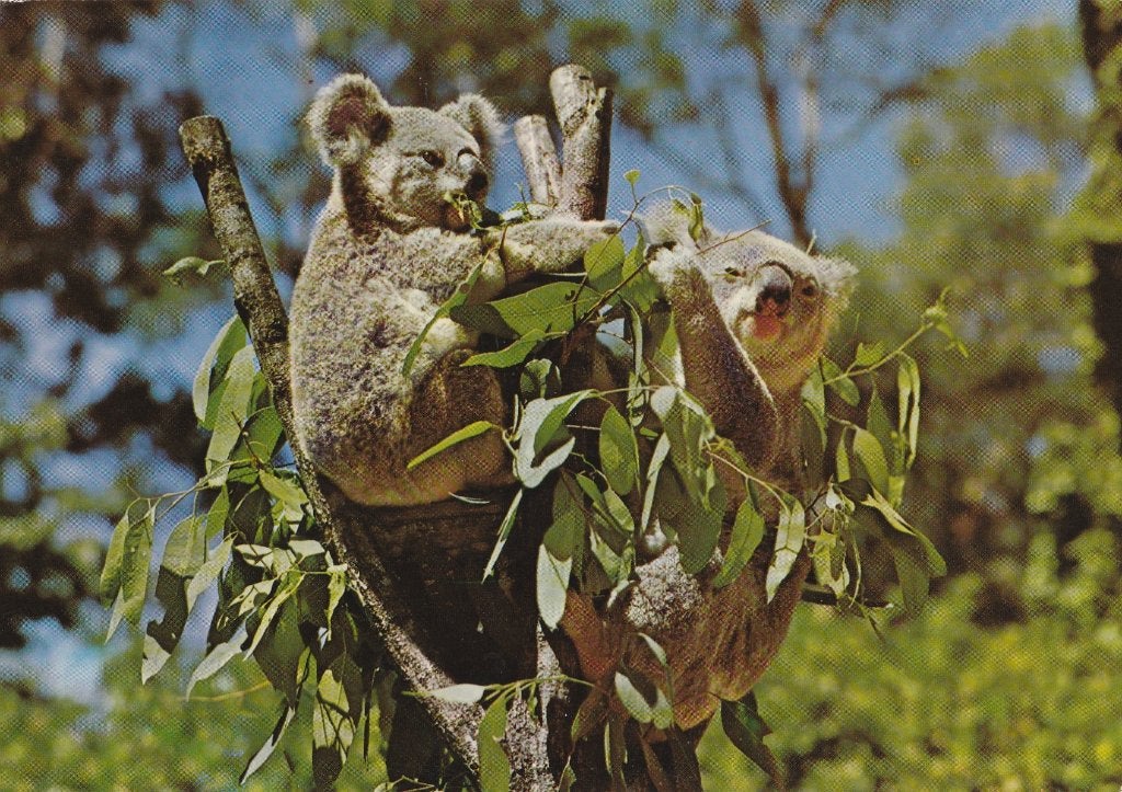 KOALA'S, Verzamelen, Postkaarten | Dieren, Verzenden, 1960 tot 1980, Gelopen, Wild dier