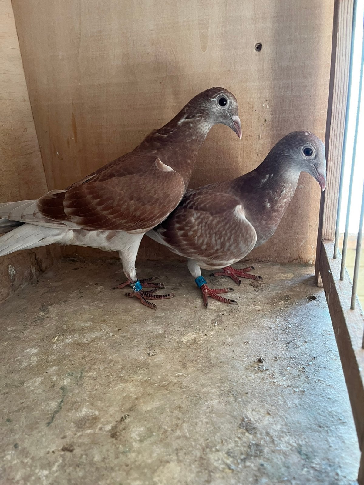 Koppel rode duivenjongen (ZWARE FOND), Dieren en Toebehoren