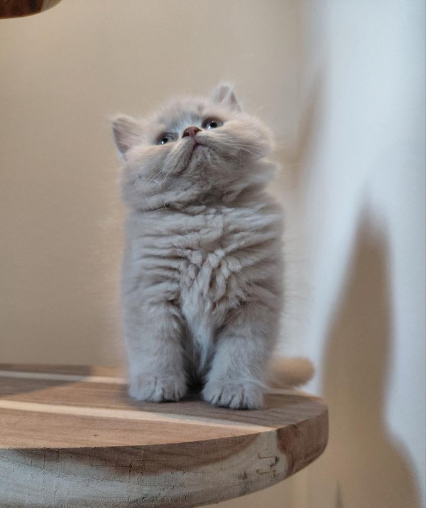 Brits korthaar kater in de kleur lilac., Dieren en Toebehoren, Kater, Ontwormd