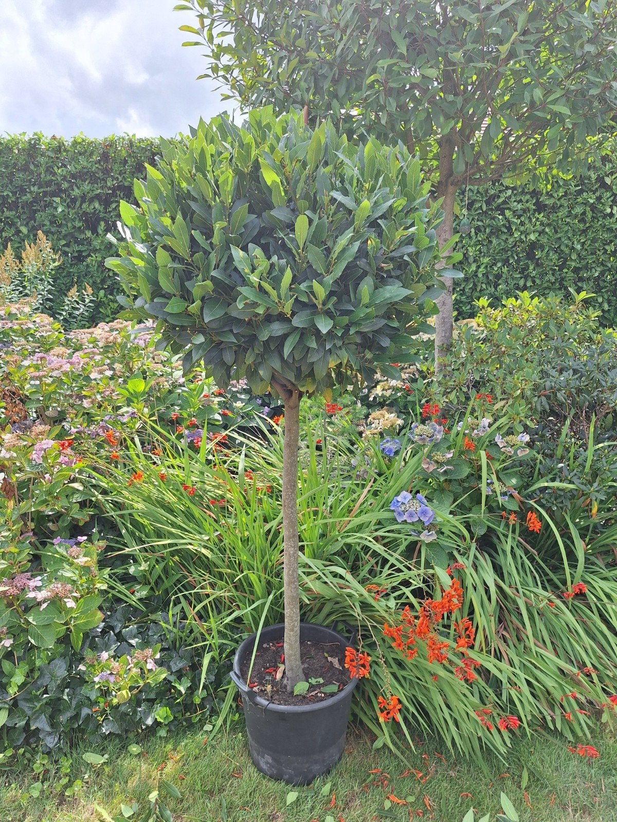 Laurus Nobilis echte laurier., Tuin en Terras, Ophalen