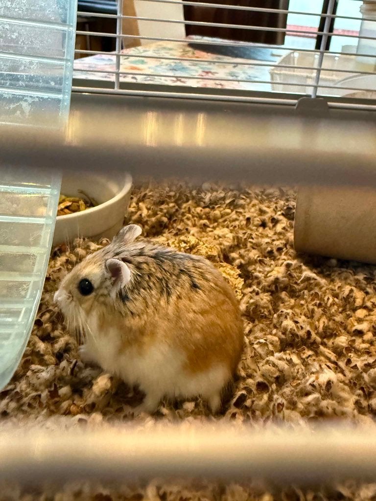 Mini Hamster du désert femelle, Animaux & Accessoires, Rongeurs, Femelle, Hamster, Mars, Domestique