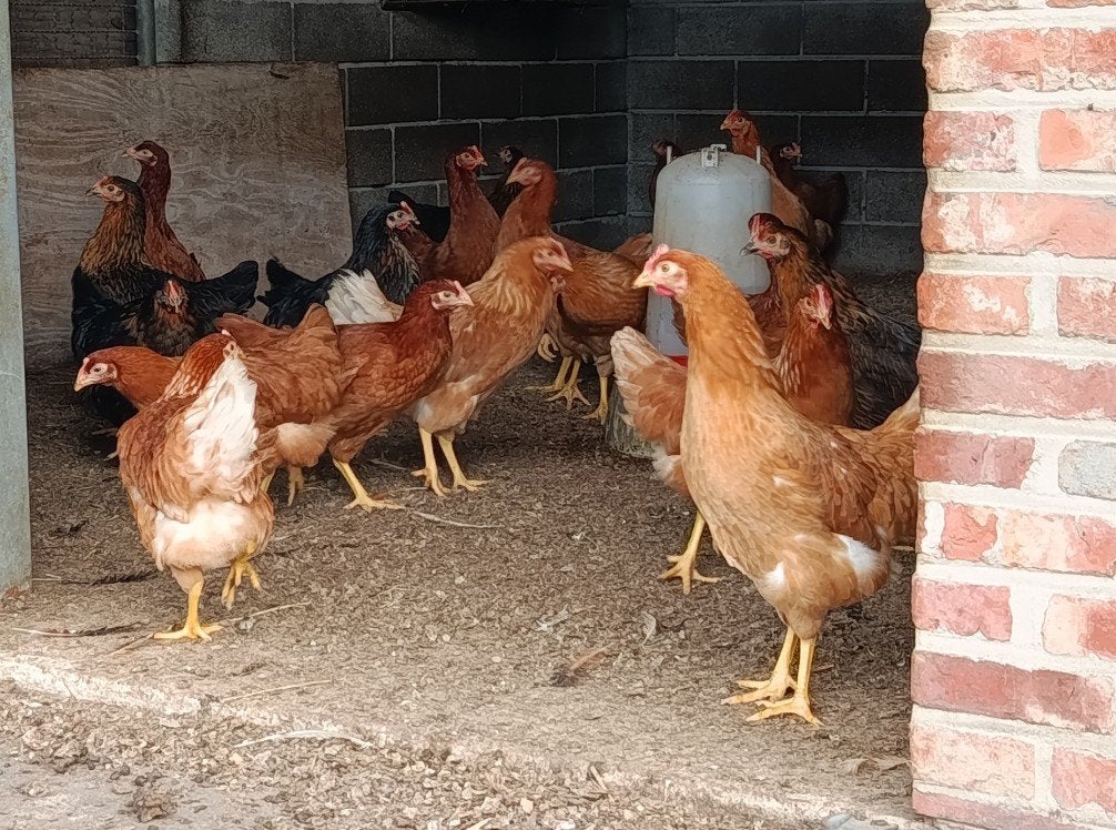 isa brown leghennen, promo !!, Dieren en Toebehoren, Kip