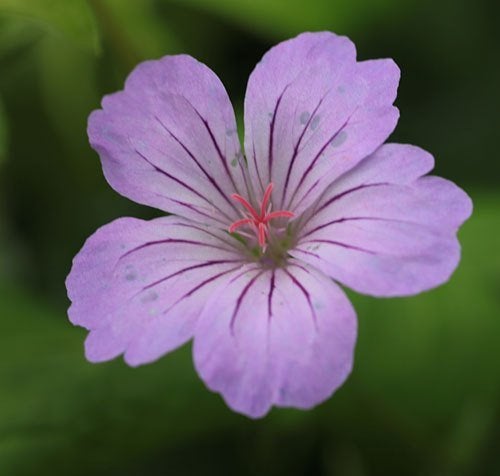 Geranium nodosum "Svelte Lilac", blijft maar blooeien !, Ophalen, Zomer, Vaste plant, Halfschaduw