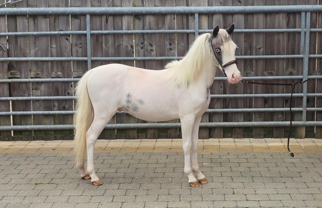 BMP Minipaard jaarling hengstje., Hengst, Recreatiepony, Met stamboom, 0 tot 2 jaar