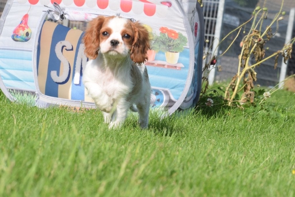 Cavalier King Charles spaniel pups, Dieren en Toebehoren, Honden | Retrievers, Spaniëls en Waterhonden, Meerdere dieren, Spaniël