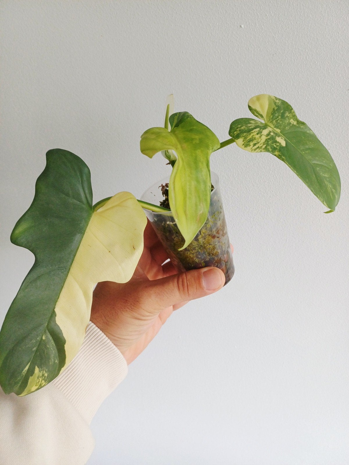 Philodendron Bipennifolium variegata (aureum), Huis en Inrichting, Overige soorten, In pot, Minder dan 100 cm, Groene kamerplant