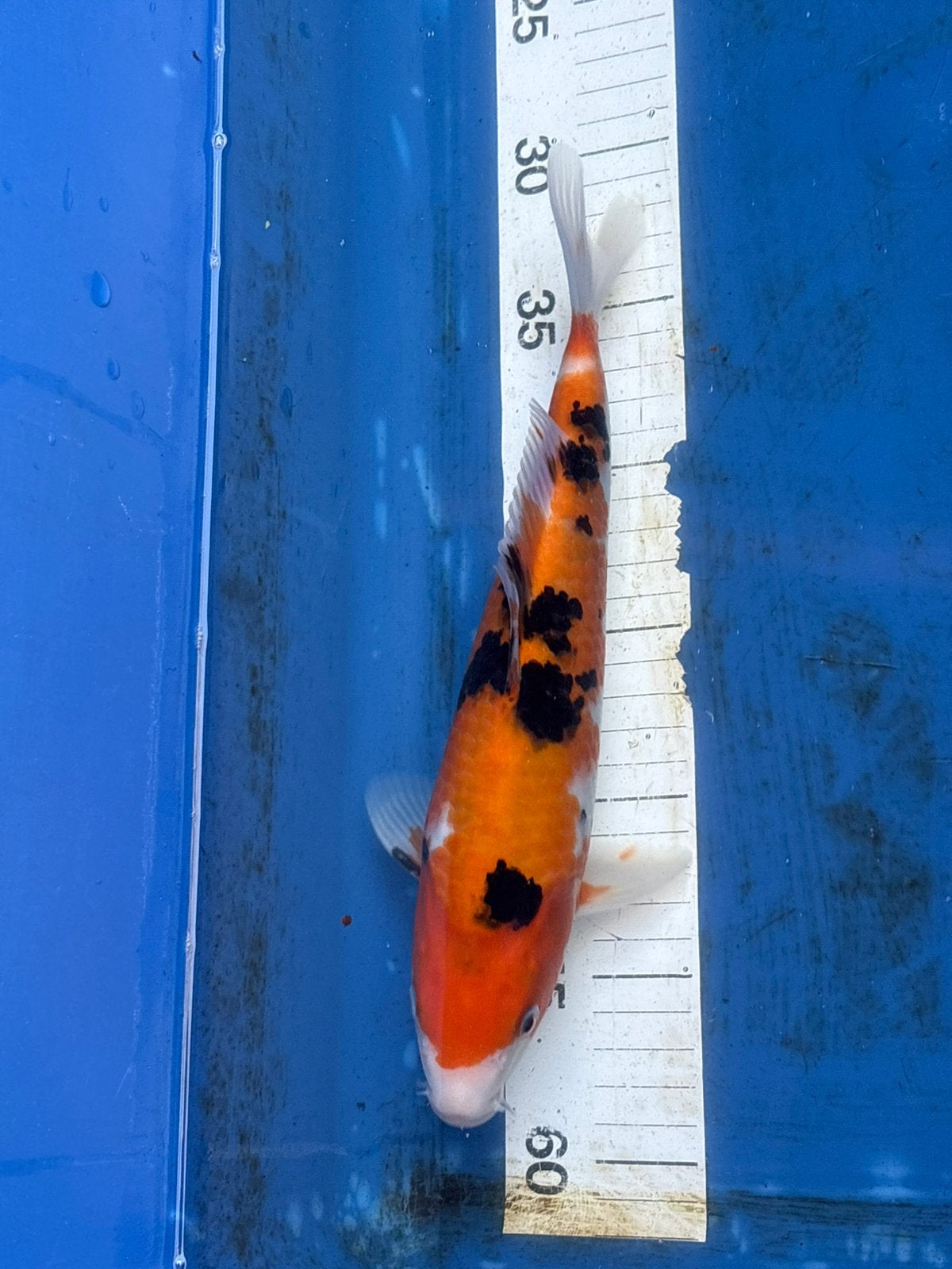 30 cm koi, Dieren en Toebehoren