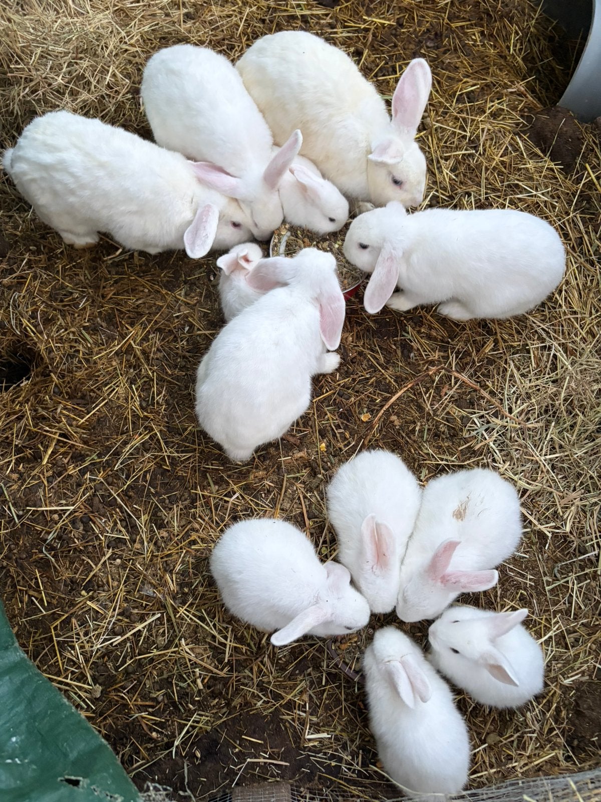 Gratis konijnen, Dieren en Toebehoren