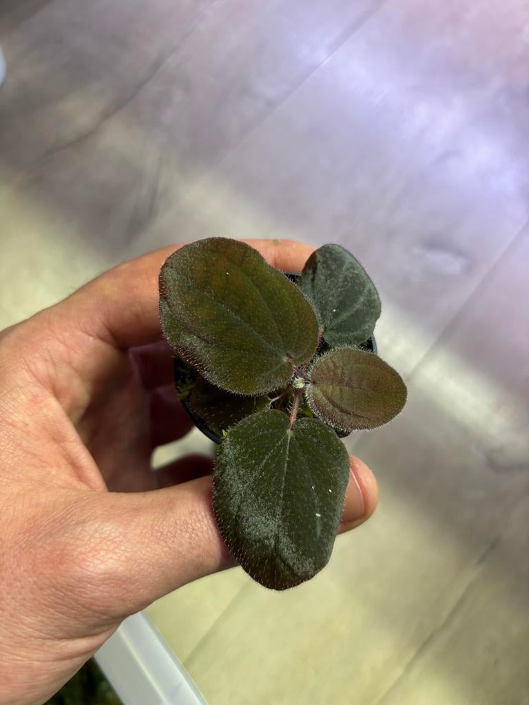 Terrarium plant (bertoloni michelangiana bronz), Dieren en Toebehoren, Reptielen en Amfibieën | Toebehoren, Ophalen of Verzenden