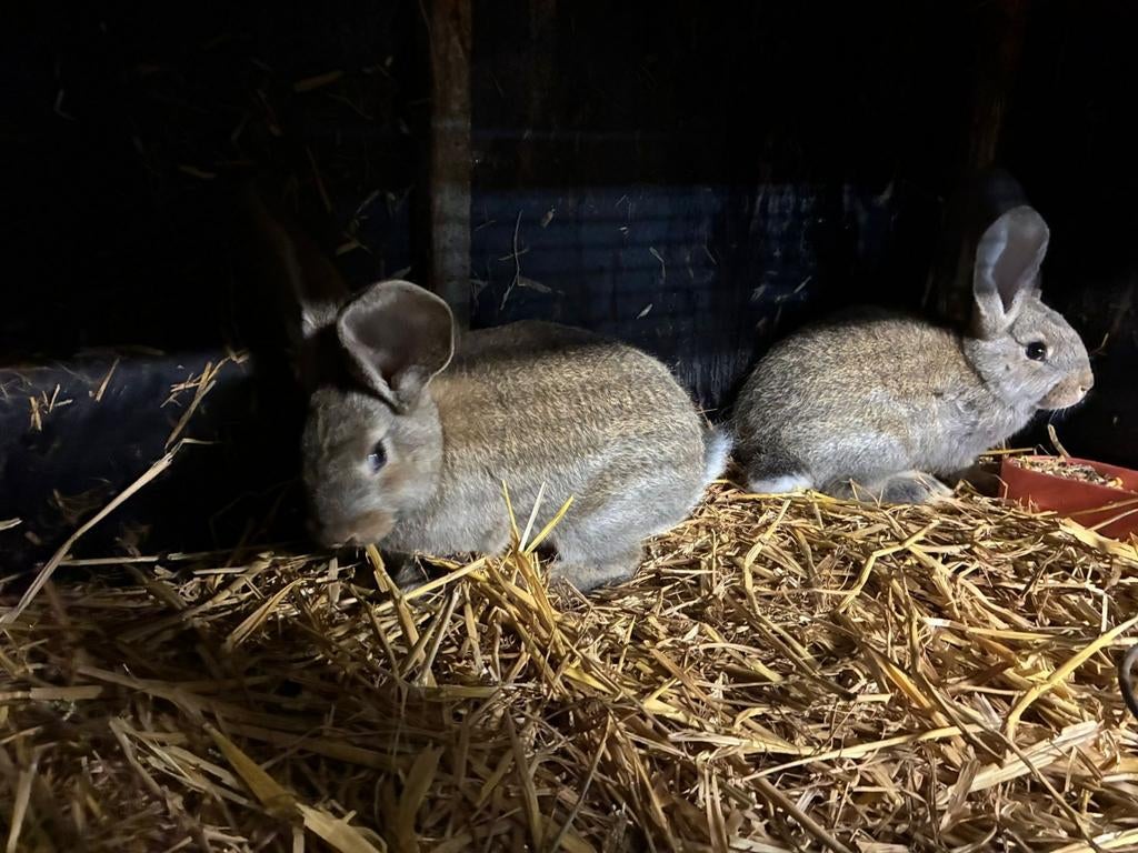 Vlaamse reuzen 8 weken oud, Animaux & Accessoires, Rongeurs, Janvier, Femelle, Autres types