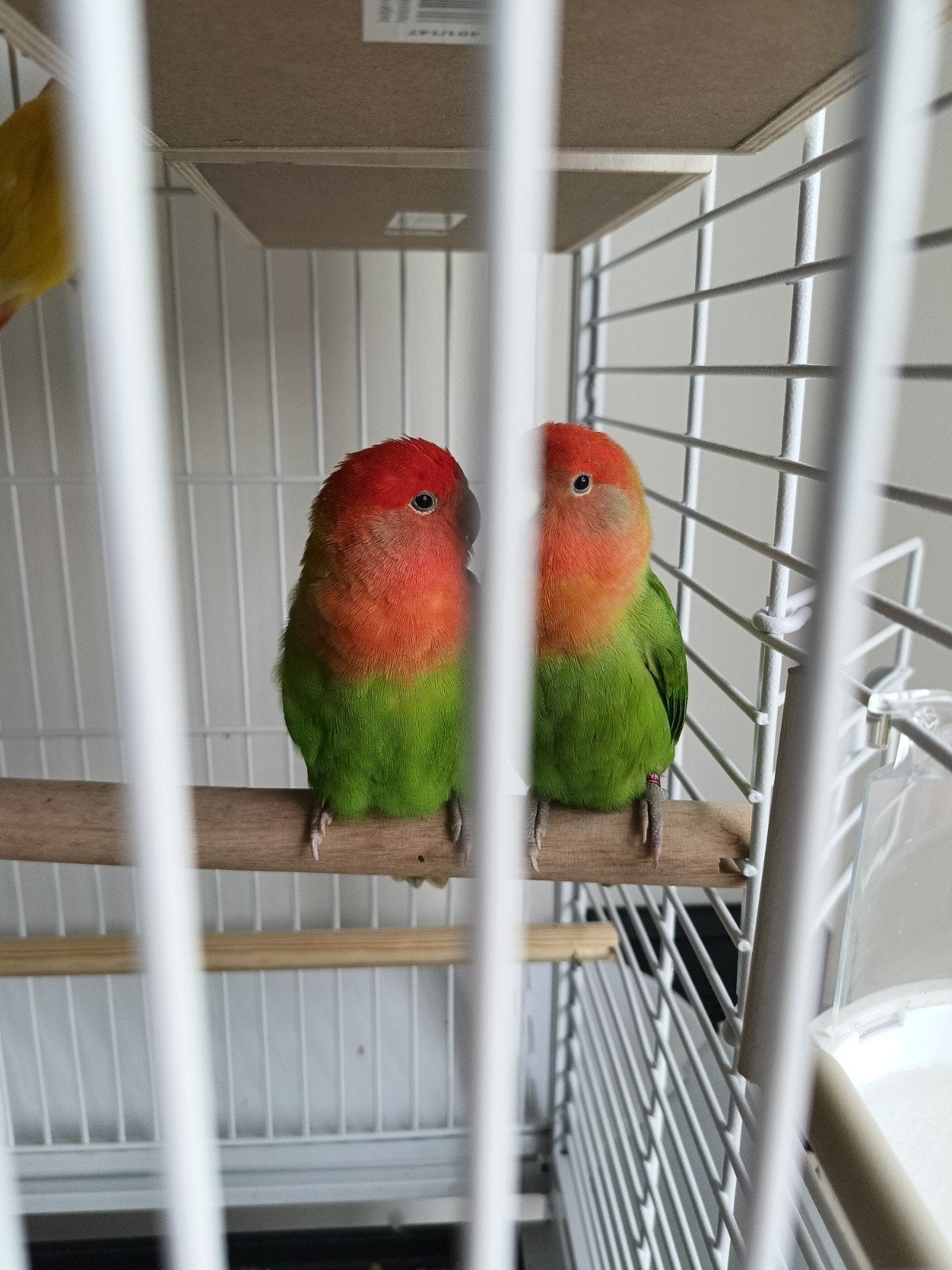 2 koppels dus 4 dwergpapegaaien, Geslacht onbekend, Dwergpapegaai of Agapornis