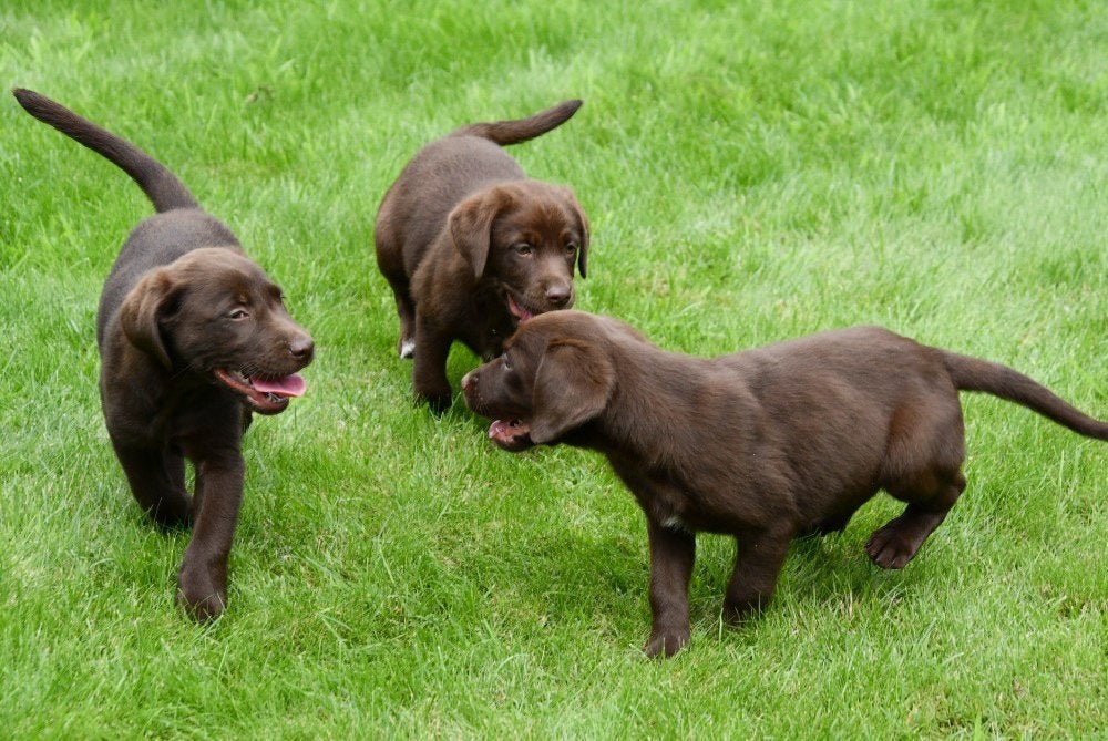 Chiots Labrador en chocolat à vendre, Maladie de Carré (chiens), Labrador retriever, Plusieurs, Belgique