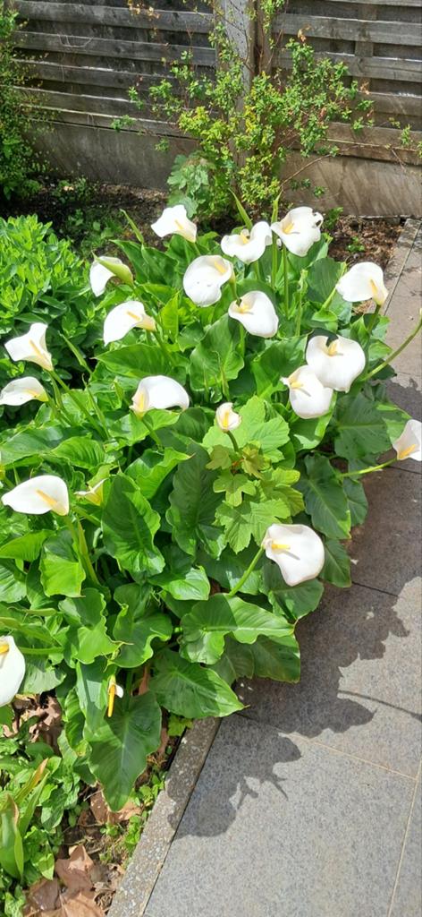 Aronskelk - plant - tuinplant, Tuin en Terras, Bloembollen en Zaden, Ophalen