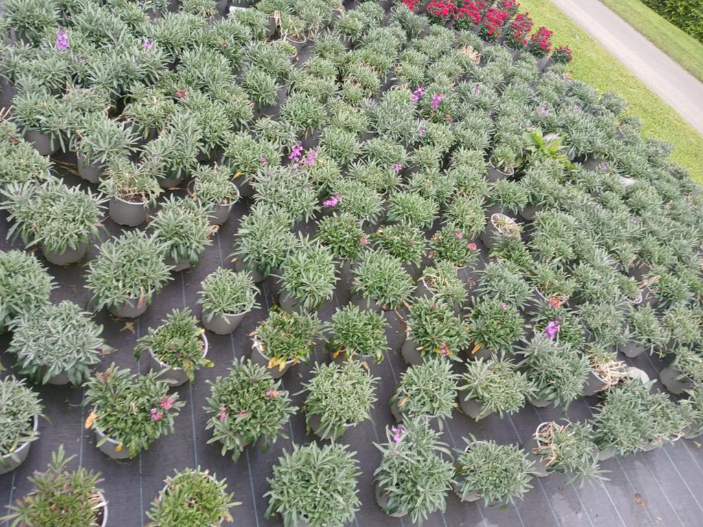 Erysimum bows mauve, Ophalen