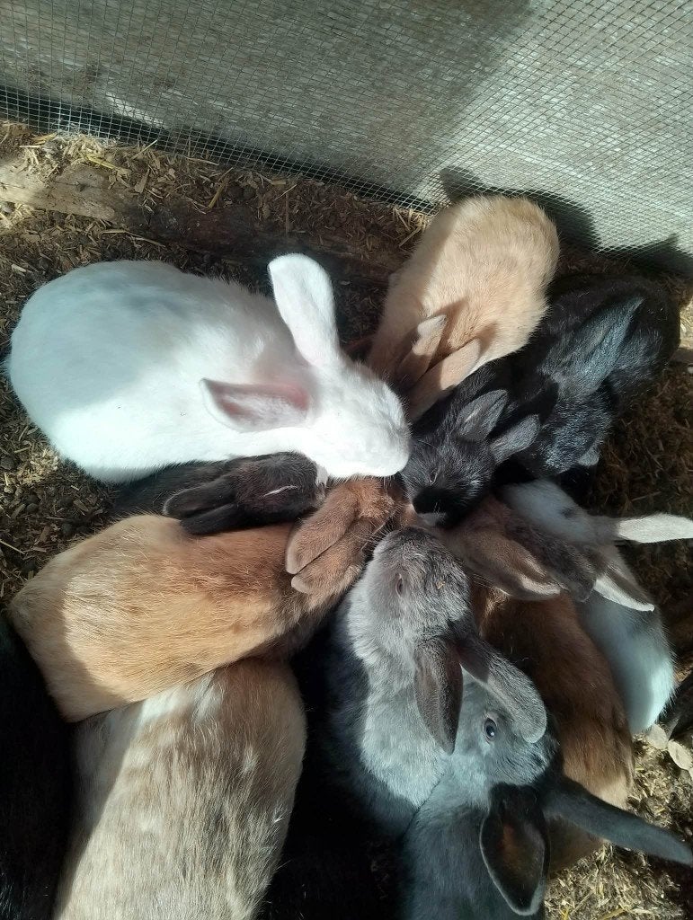 dwergkonijnen, Dieren en Toebehoren, Meerdere dieren, Klein, 0 tot 2 jaar