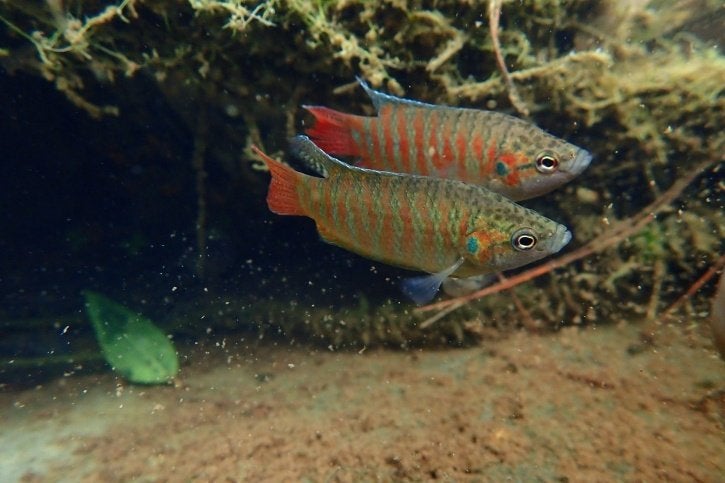 Poisson Macropodus, Dieren en Toebehoren, Ophalen, Inclusief vissen
