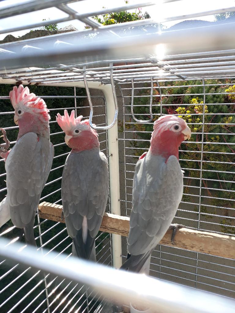 Kaketoes Roze Split Lutino, Plusieurs animaux, Perroquet, Bagué