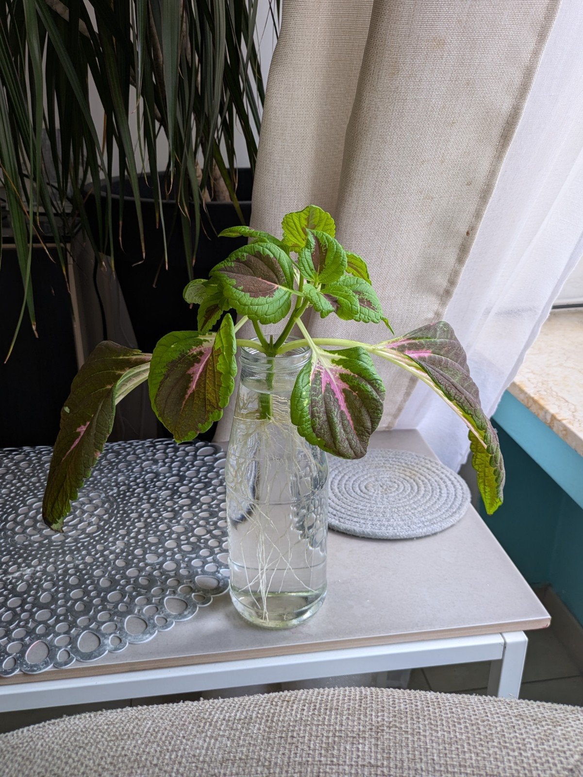 Bouture de coléus, Autres espèces, En pot, Plein soleil, Plante à fleurs