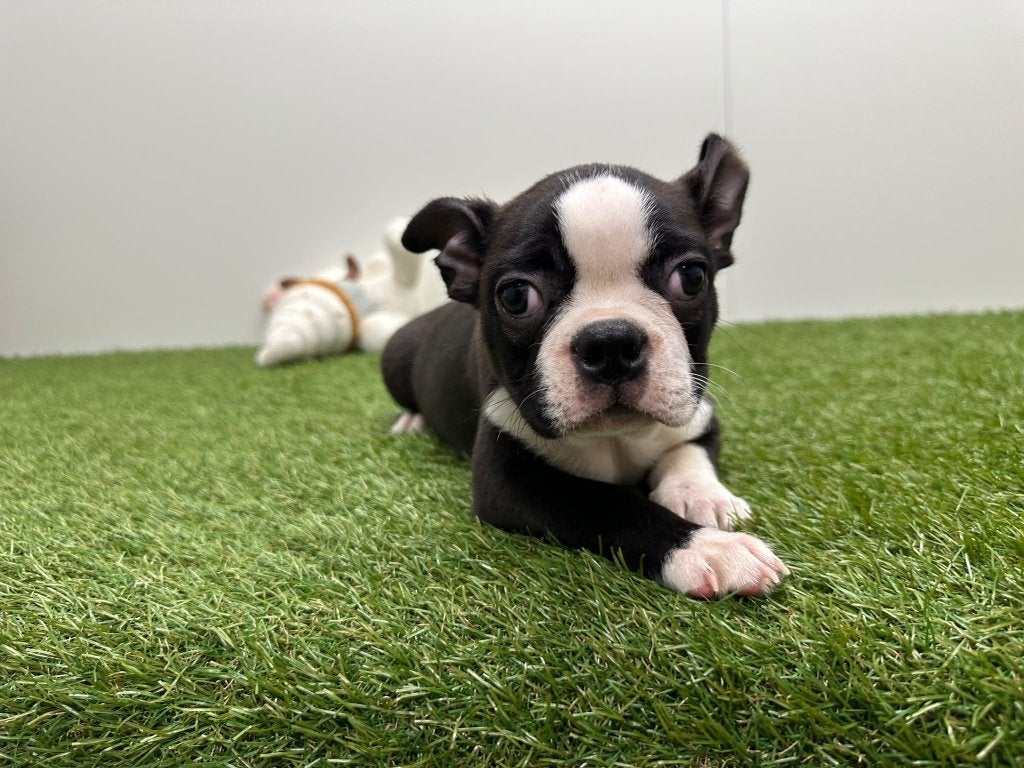 Boston Terriër Pups