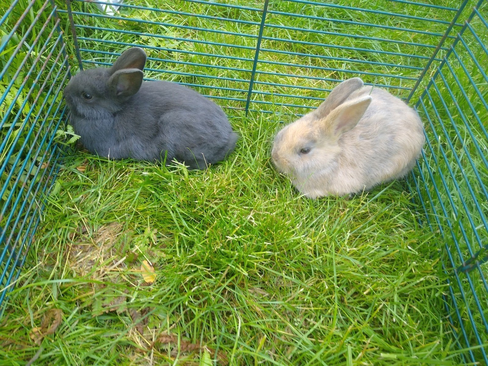 Dwergkonijntjes (8 weken oud) ️♂️, Dieren en Toebehoren, Konijnen