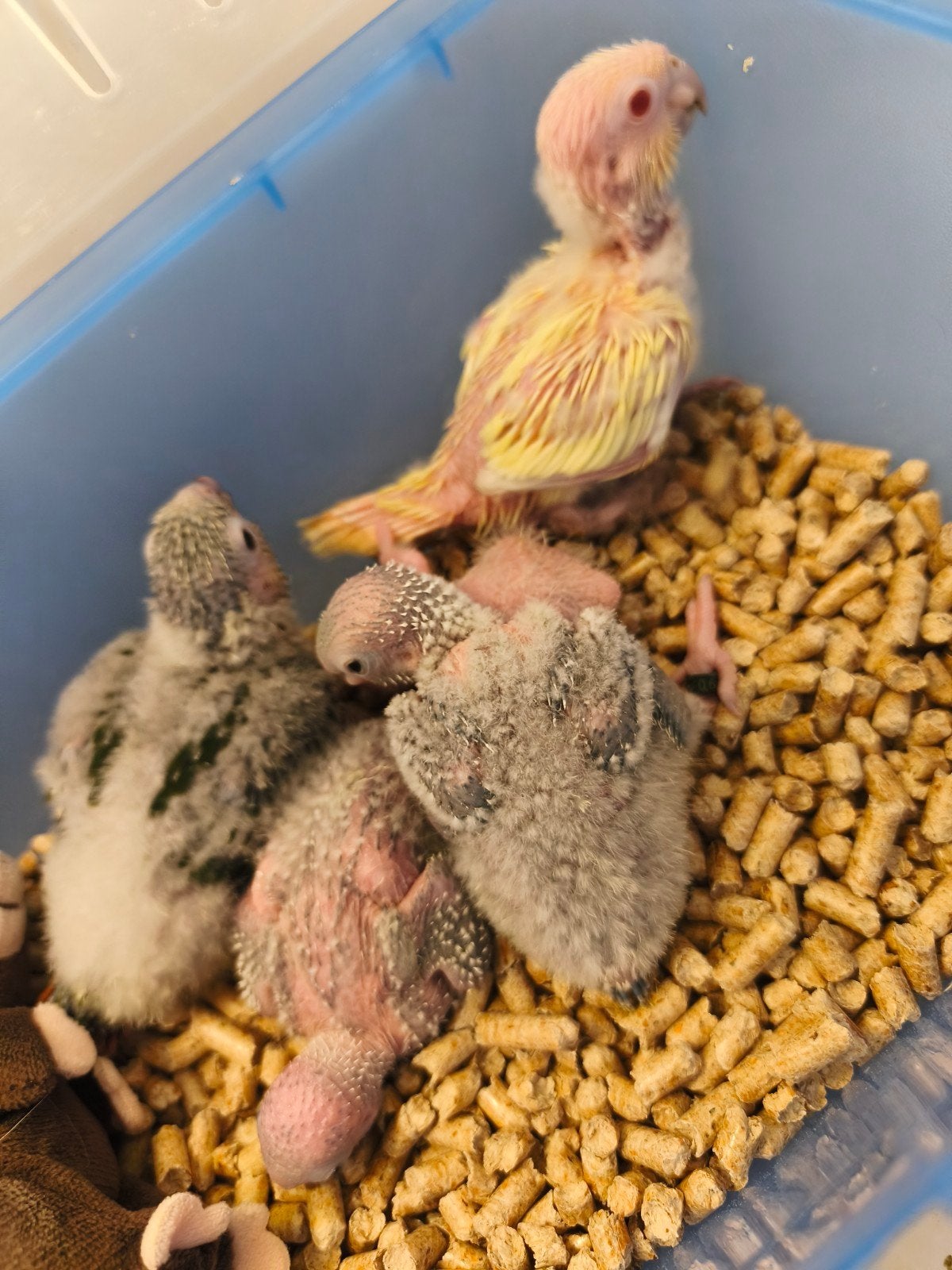 Conure molinae eam