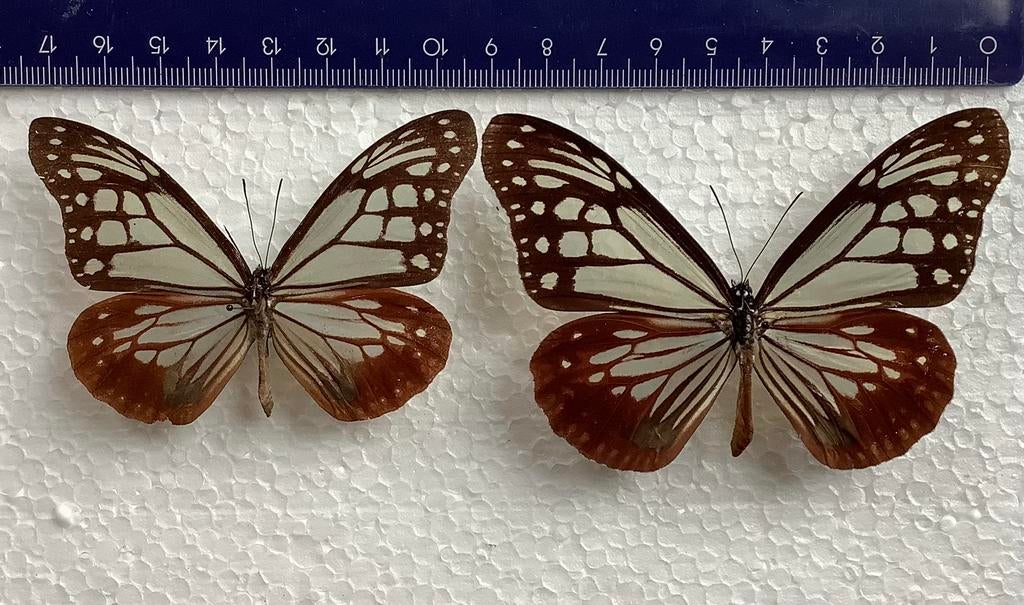 Parantica sita ssp.sita, Myanmar, Collections, Collections Animaux, Comme neuf, Enlèvement ou Envoi